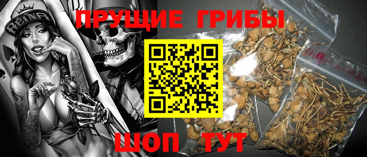 Тавда  Псилоцибиновые грибы Psilocybe  Вход с VPN  Псилоцибиновые грибы мухоморы 