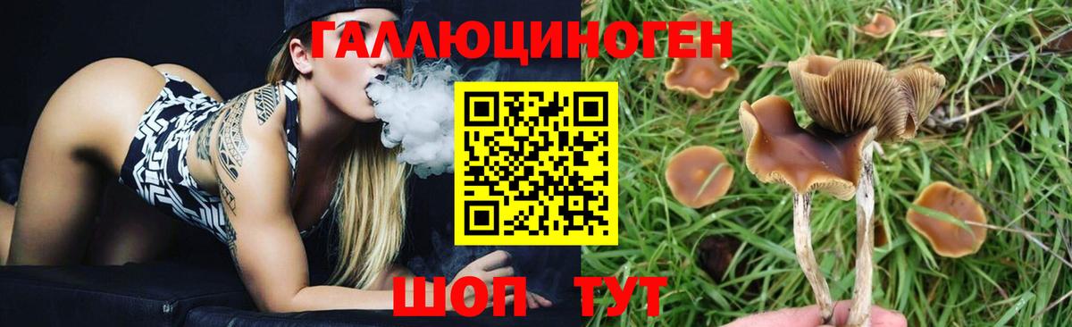 Галлюциногенные грибы Psilocybine cubensis Тавда